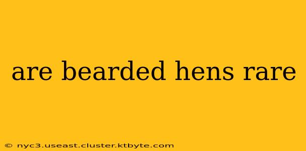 are bearded hens rare