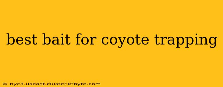 best bait for coyote trapping