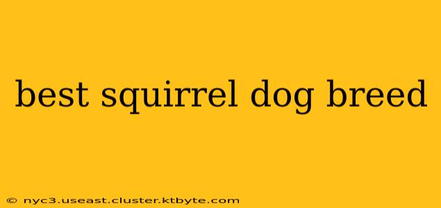 best squirrel dog breed