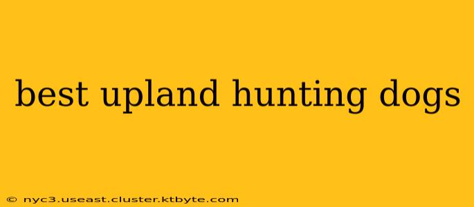 best upland hunting dogs