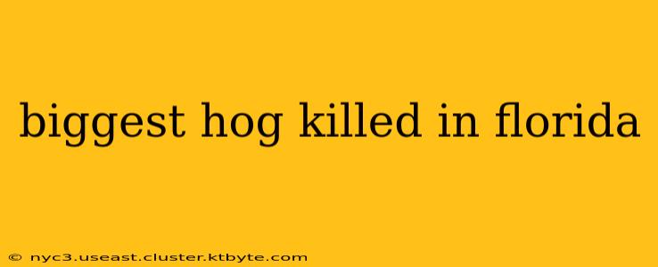 biggest hog killed in florida