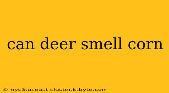 can deer smell corn