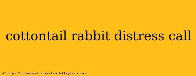 cottontail rabbit distress call