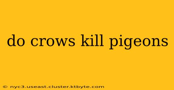 do crows kill pigeons