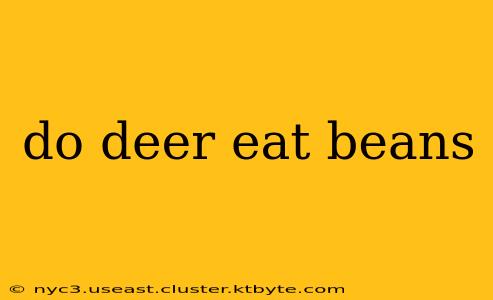 do deer eat beans