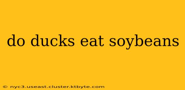 do ducks eat soybeans