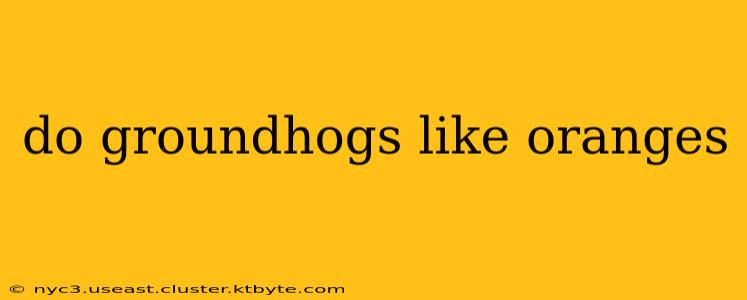 do groundhogs like oranges