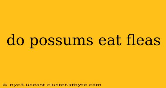 do possums eat fleas