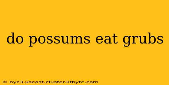 do possums eat grubs