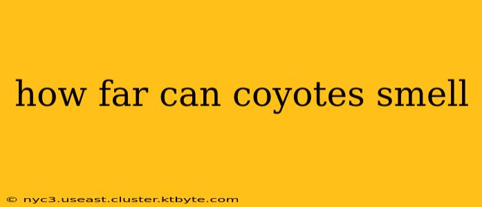 how far can coyotes smell