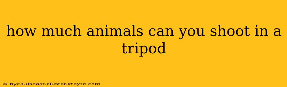 how much animals can you shoot in a tripod