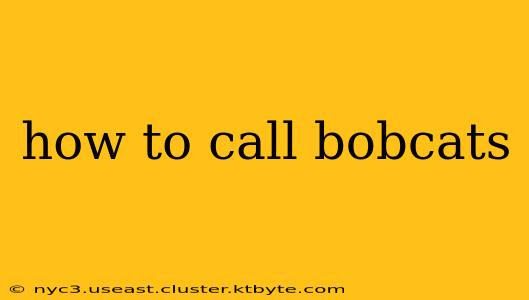 how to call bobcats