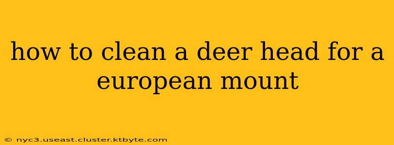 how to clean a deer head for a european mount