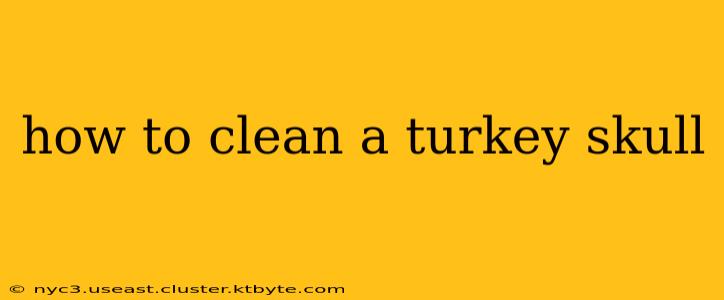 how to clean a turkey skull