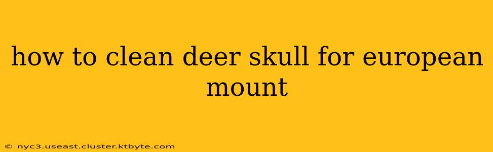 how to clean deer skull for european mount