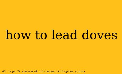 how to lead doves