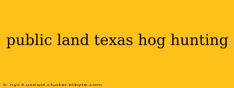 public land texas hog hunting