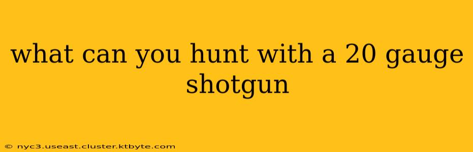 what can you hunt with a 20 gauge shotgun