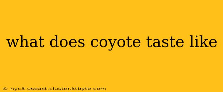 what does coyote taste like