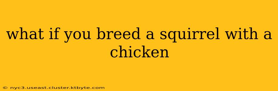 what if you breed a squirrel with a chicken