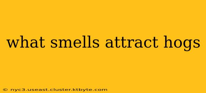 what smells attract hogs