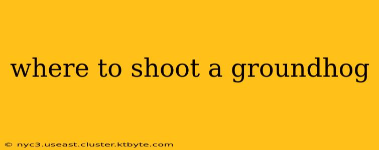 where to shoot a groundhog