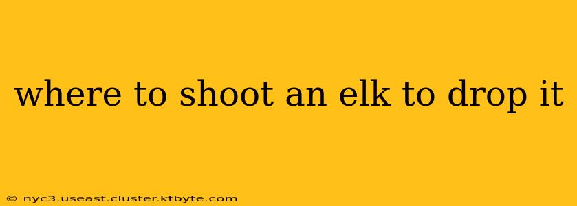 where to shoot an elk to drop it