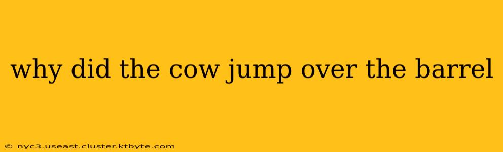 why did the cow jump over the barrel