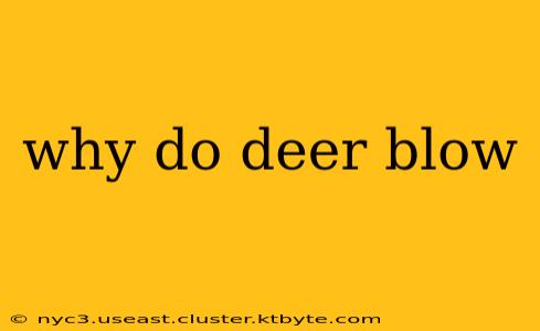 why do deer blow