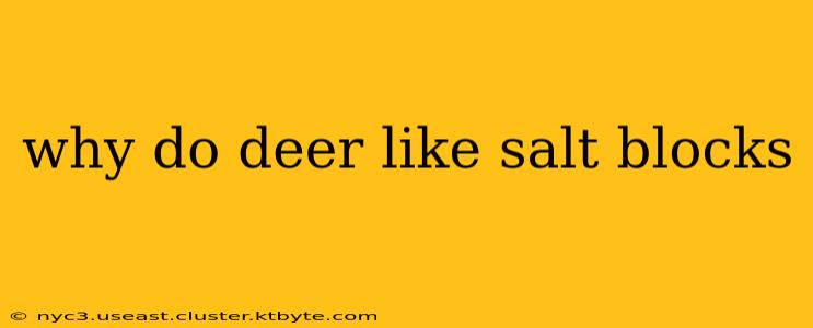 why do deer like salt blocks