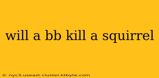 will a bb kill a squirrel